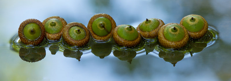 acorns