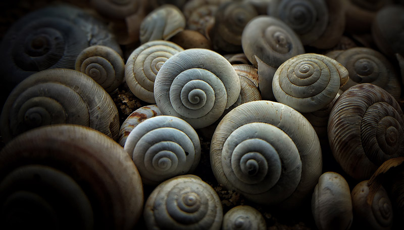 shells